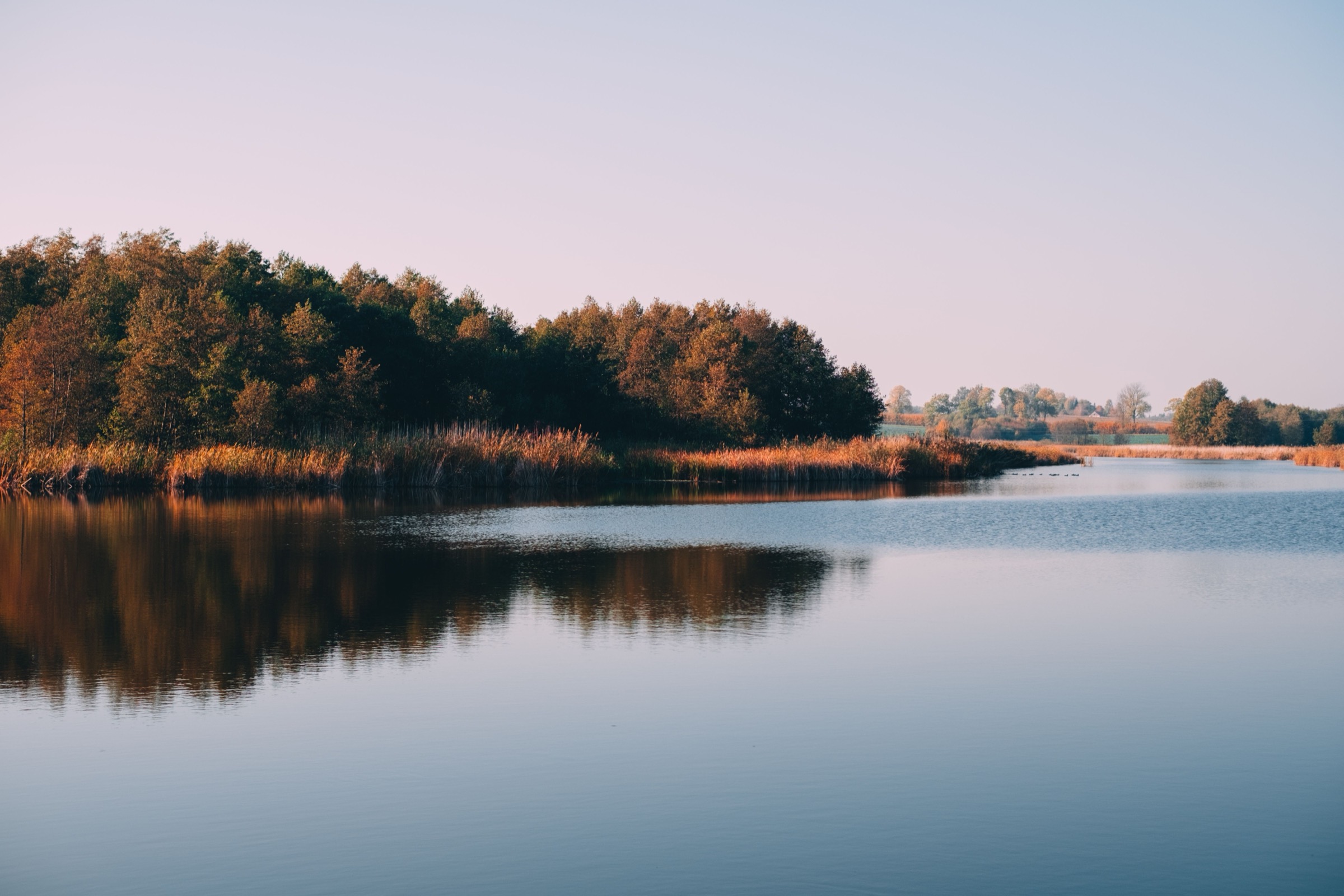 Reeds and trees along a calm shoreline in low evening light