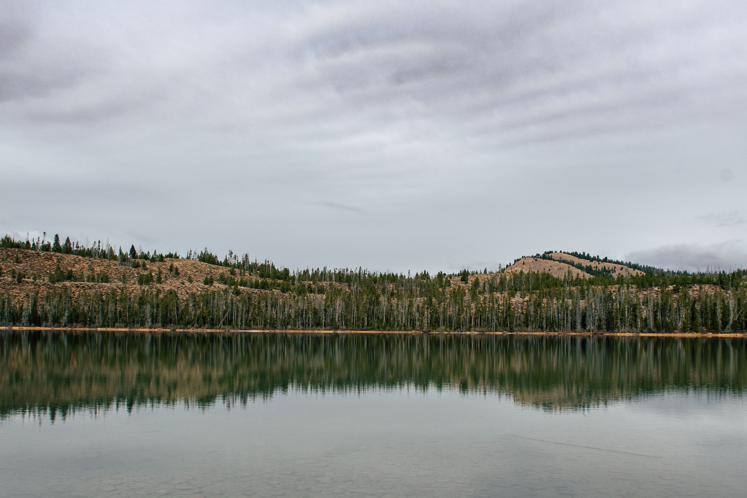 An evergreen treeline mirrored in still water under an overcast sky
