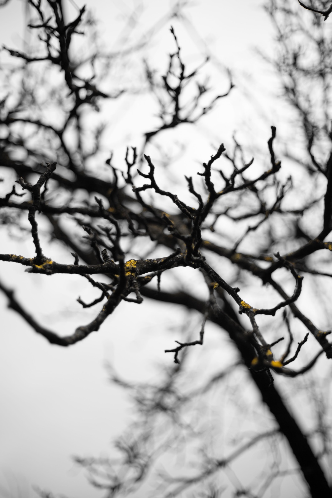 Bare branching twigs against an overcast sky