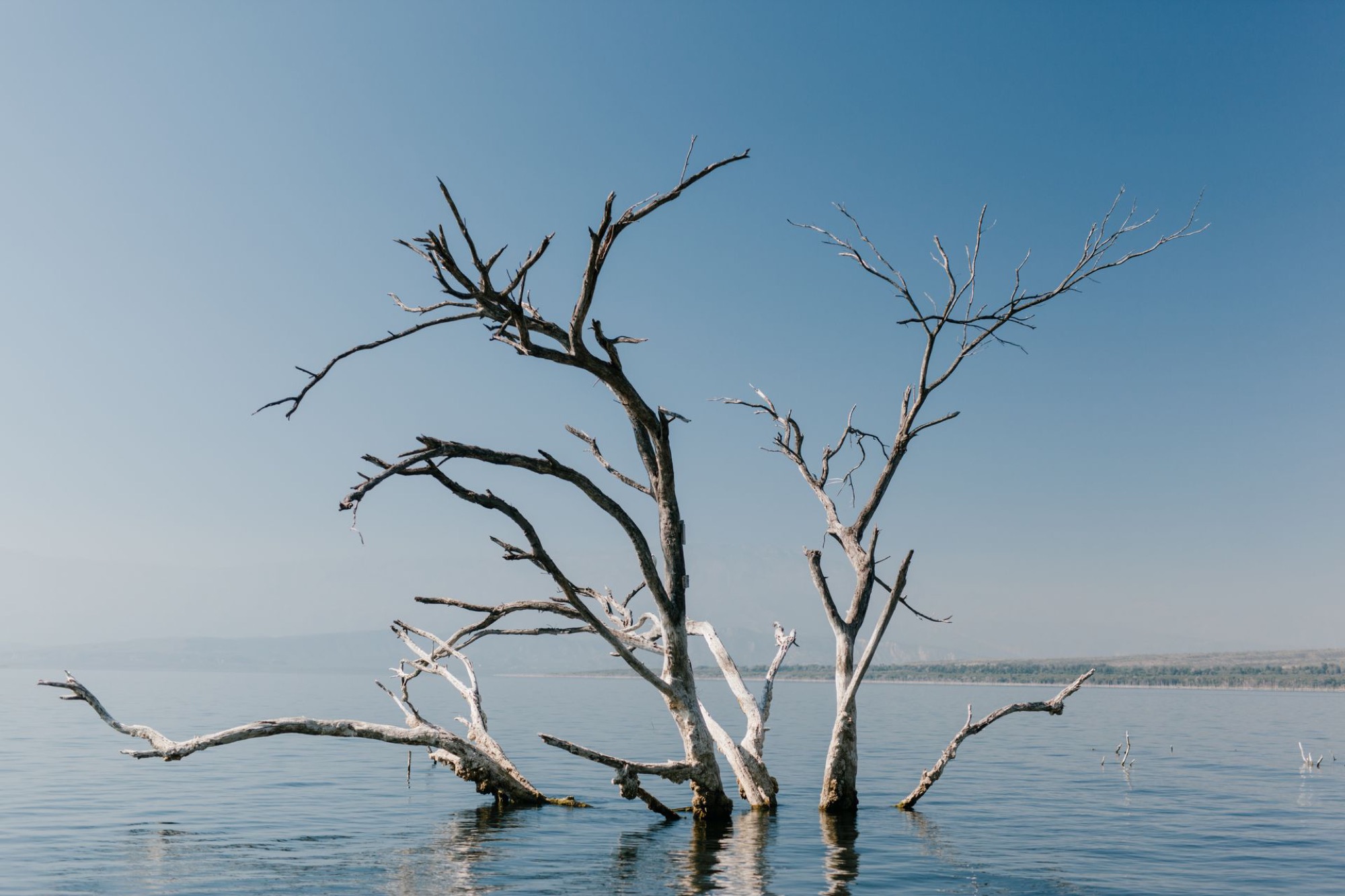 Bare branching trees standing in still water beneath a pale sky