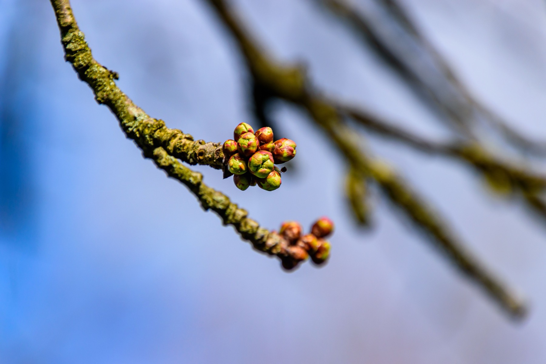 Buds opening along a bare branch against a soft blue sky