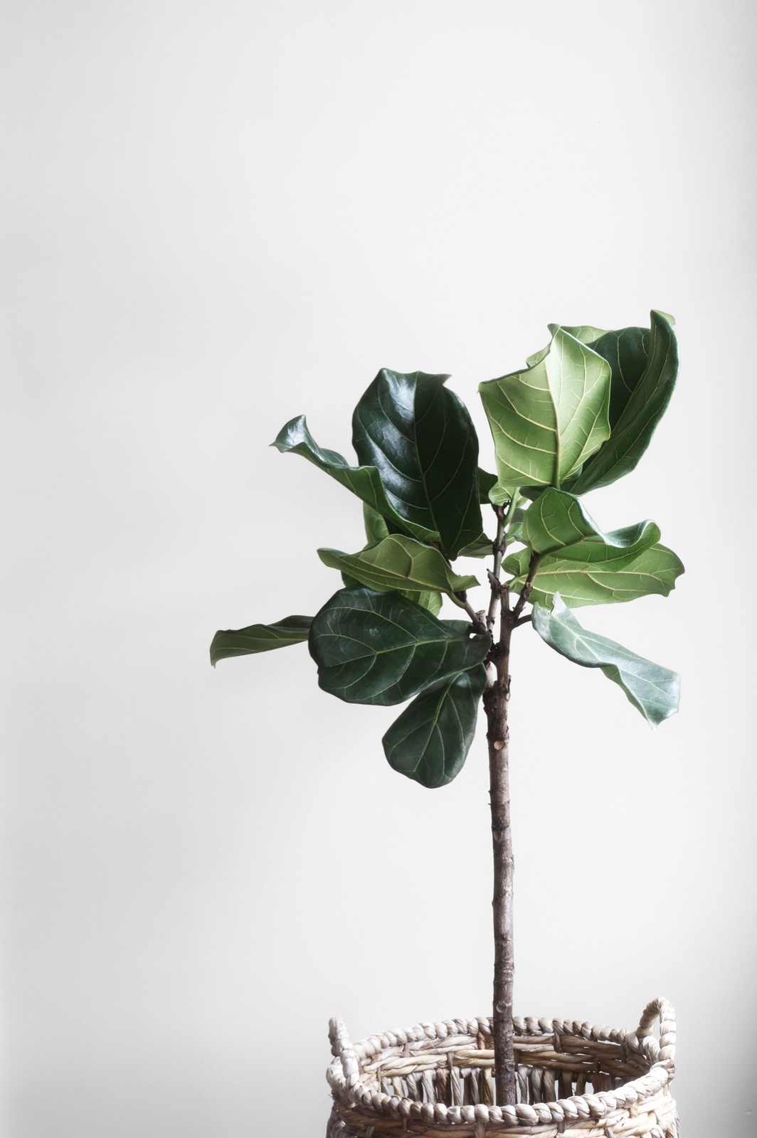 A fiddle-leaf fig in a woven basket against a pale wall