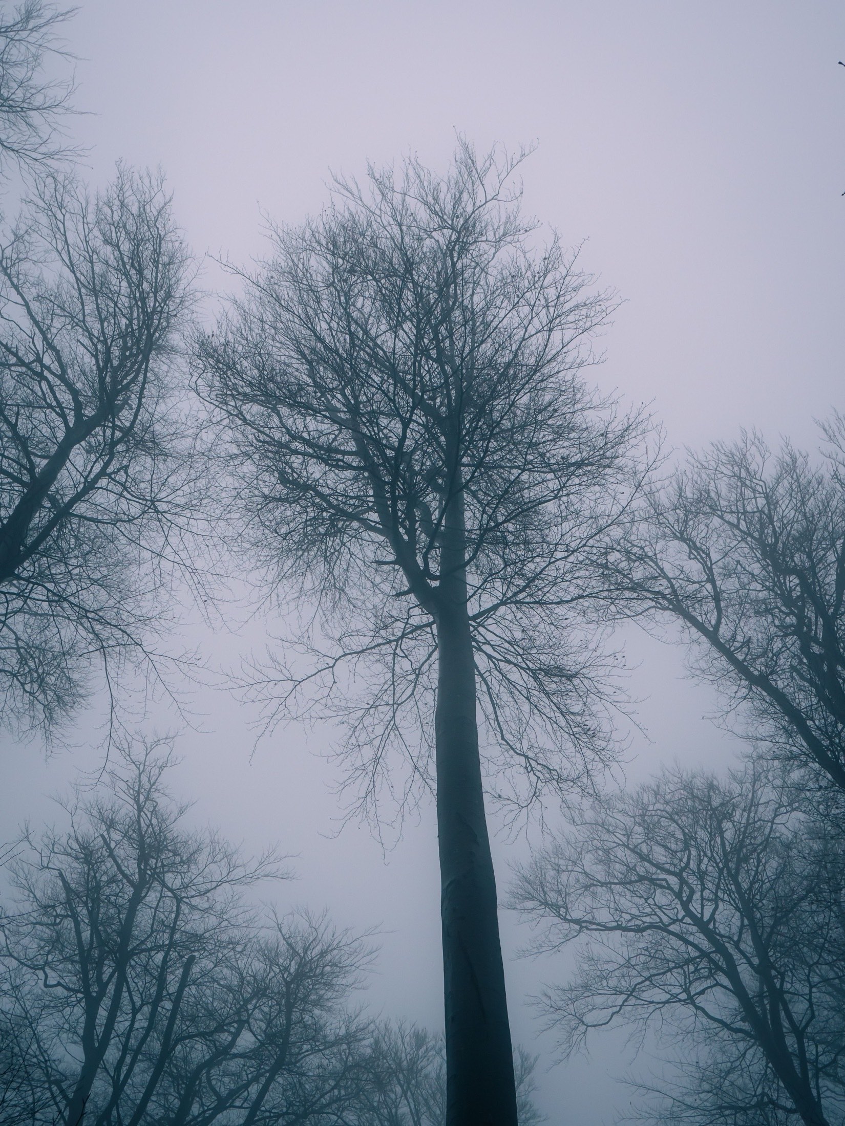 Tall bare trees in mountain fog near Sandpoint, Idaho