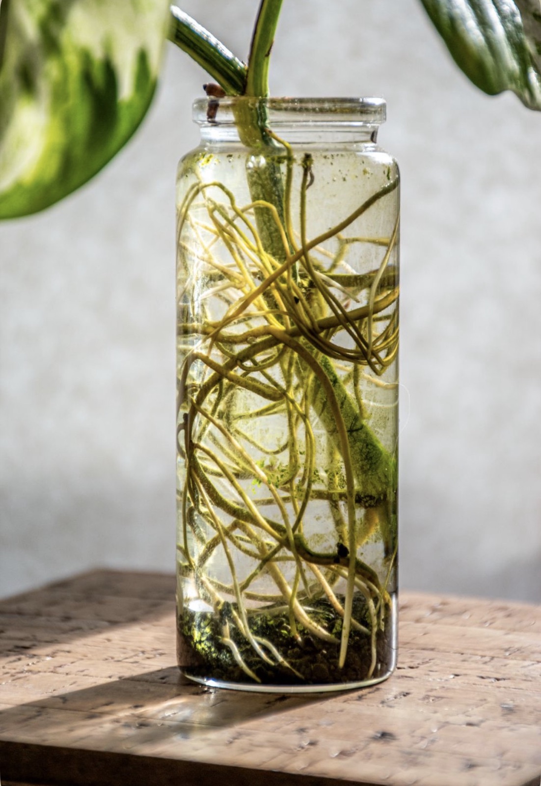 A plant cutting in a glass jar, its roots visible beneath the surface