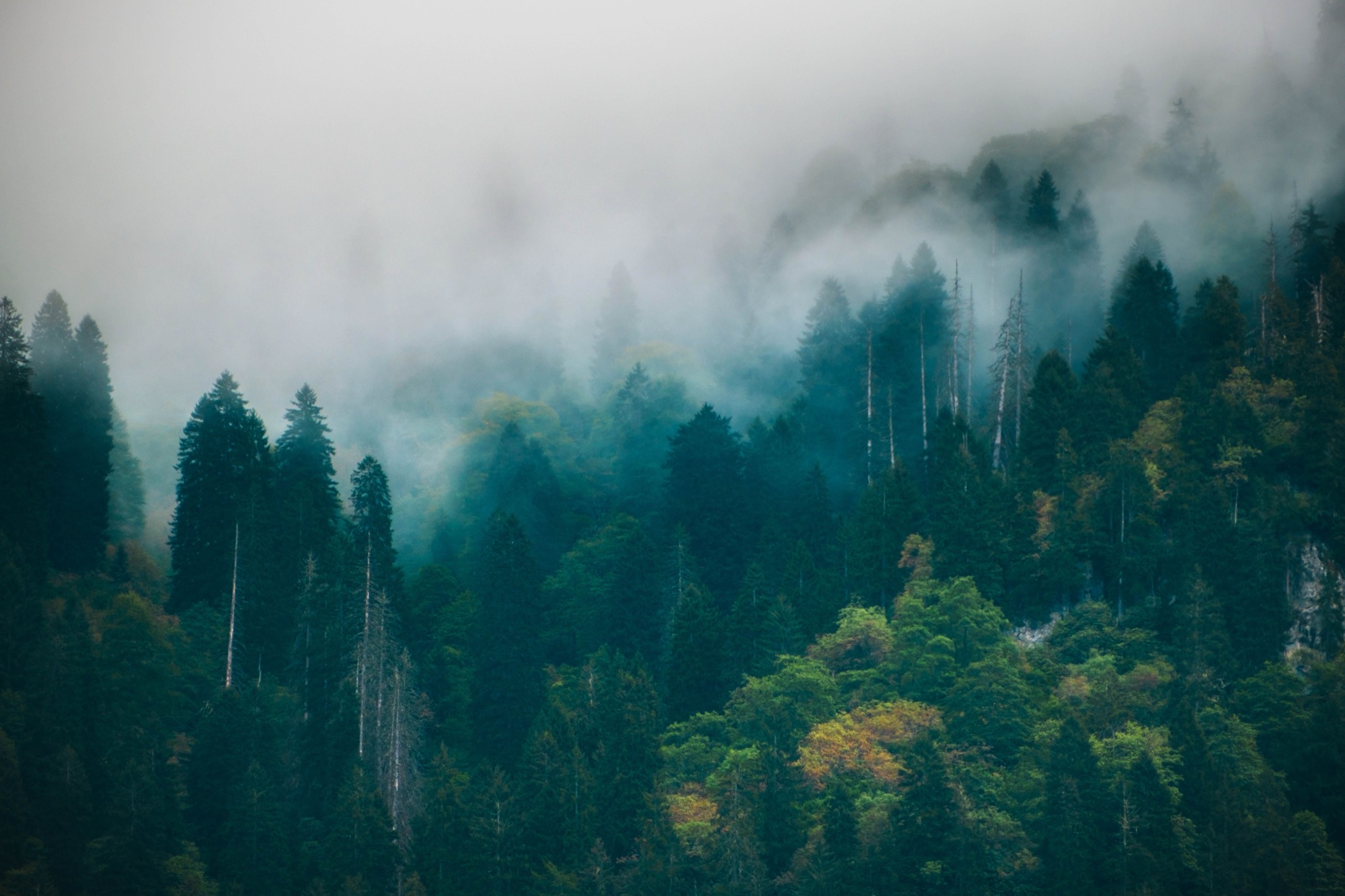 Evergreens fading into morning fog