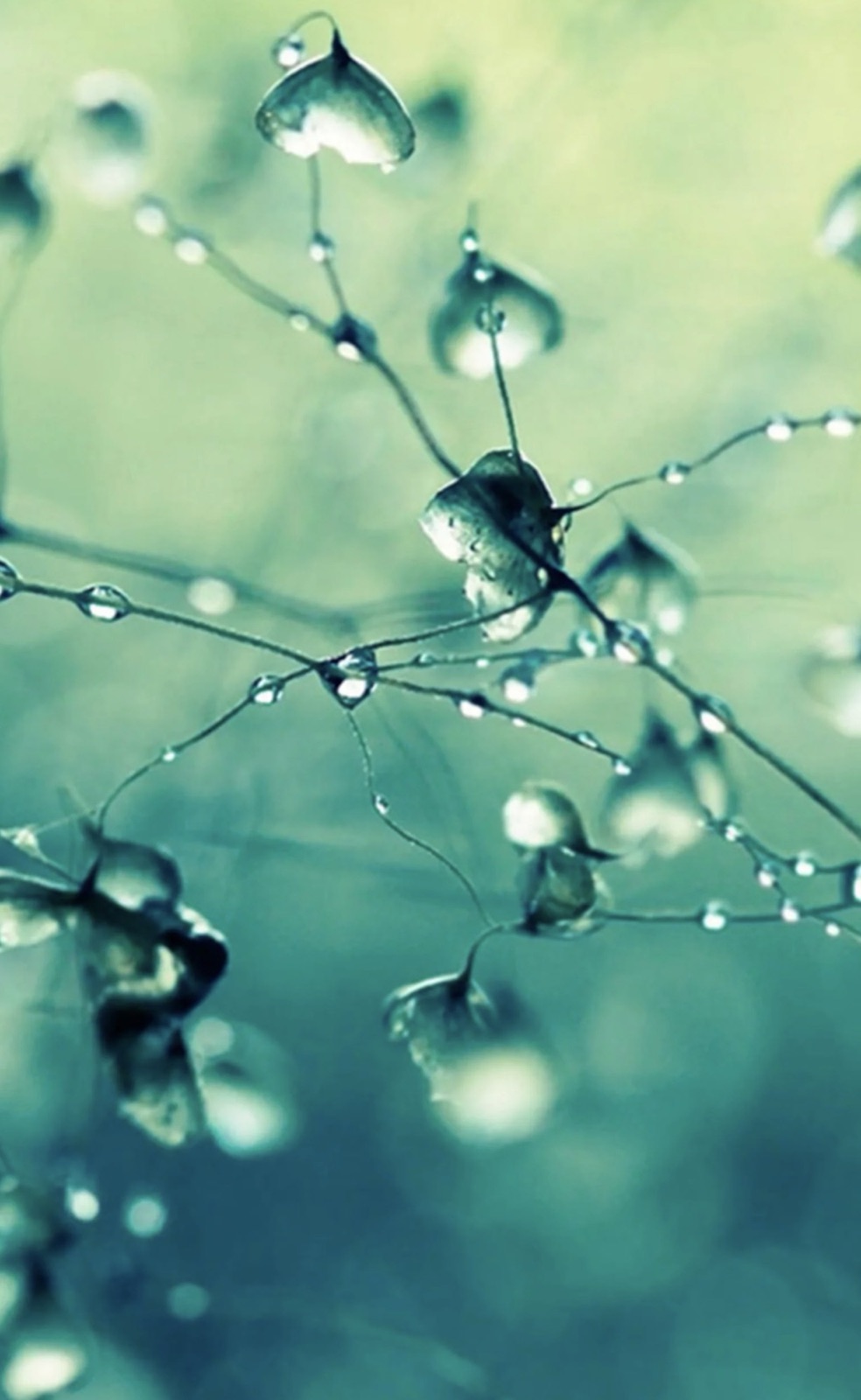 Fine stems strung with dewdrops, branching like a network of nerves