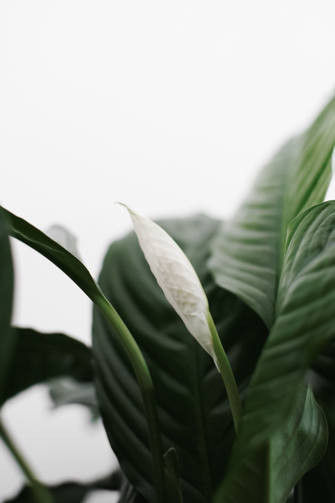 A white peace lily bloom among deep green leaves