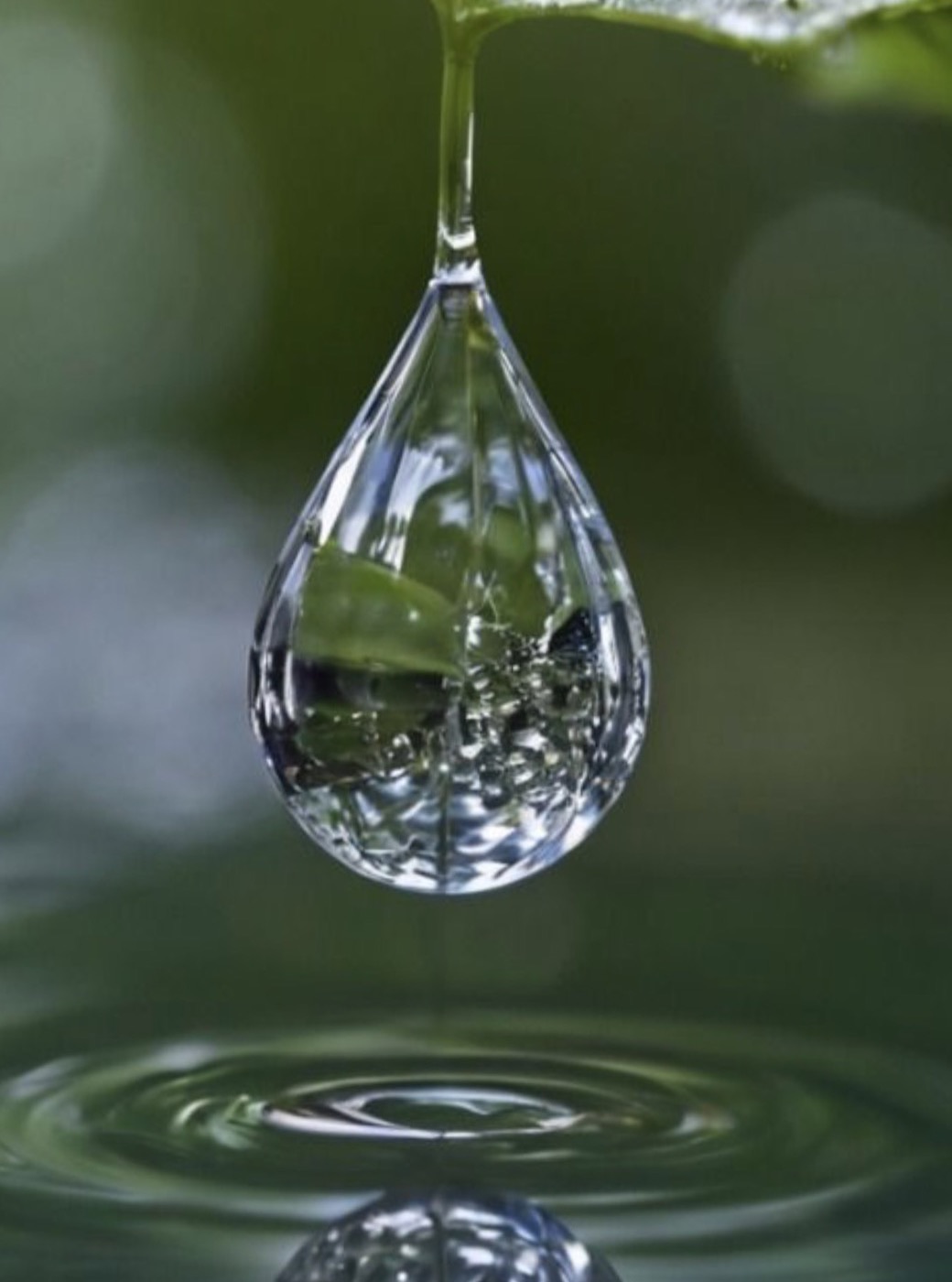 A drop of water falling from a fresh green leaf