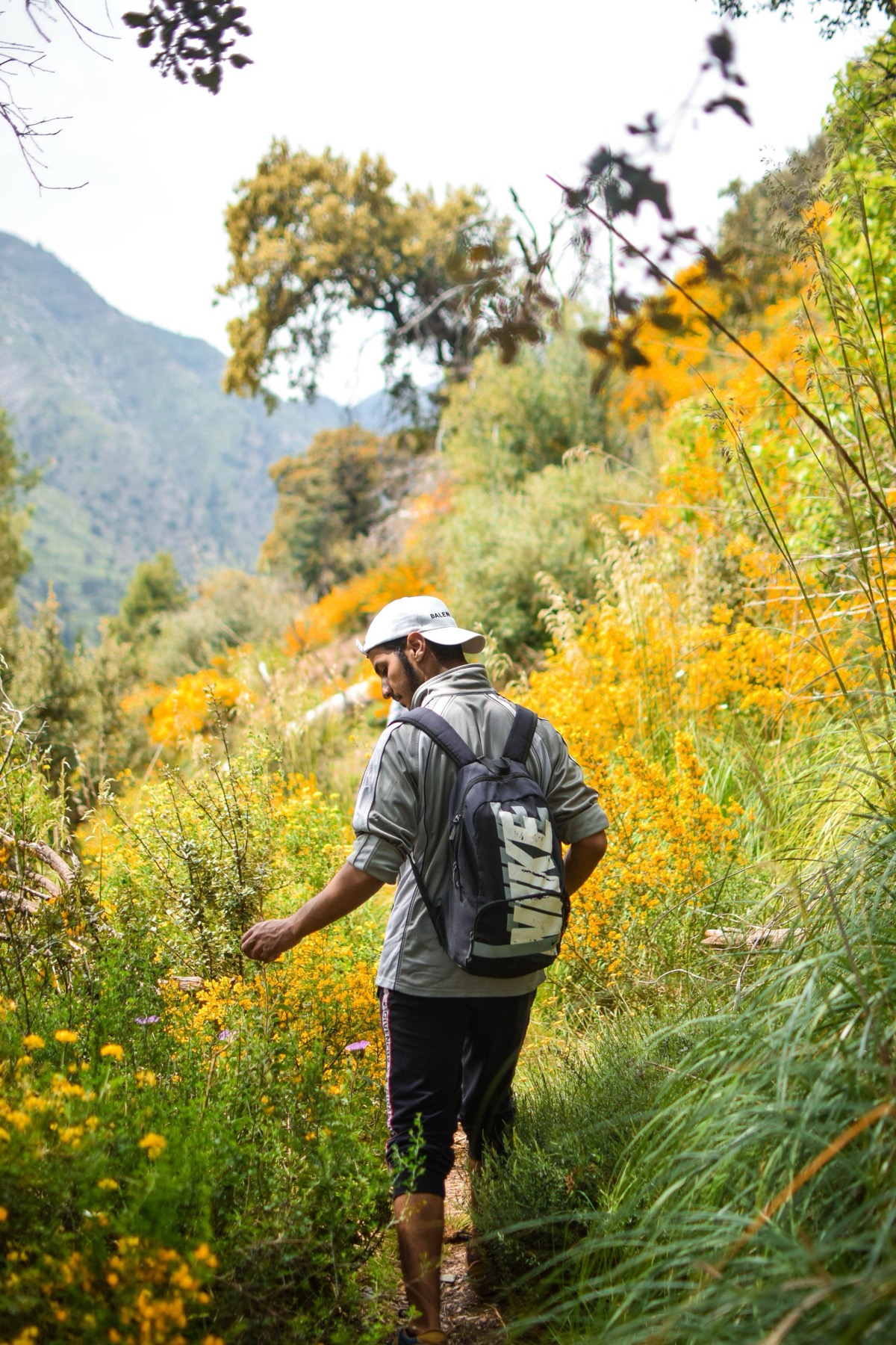 A walker on a narrow trail through tall summer grass
